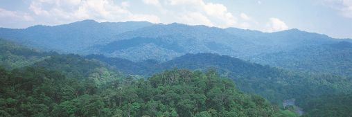 PEFC tropisch bos overzicht